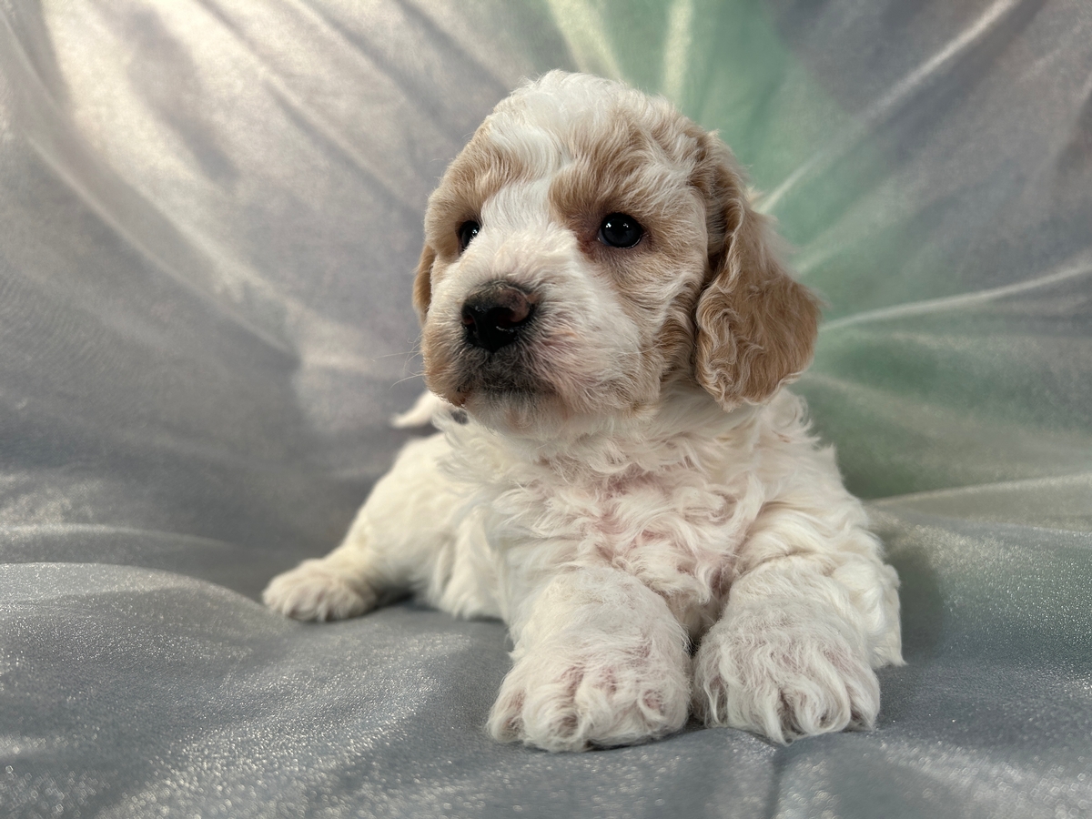 Female Bichon Poodle Puppy For Sale DOB 1-6-2024 $1200